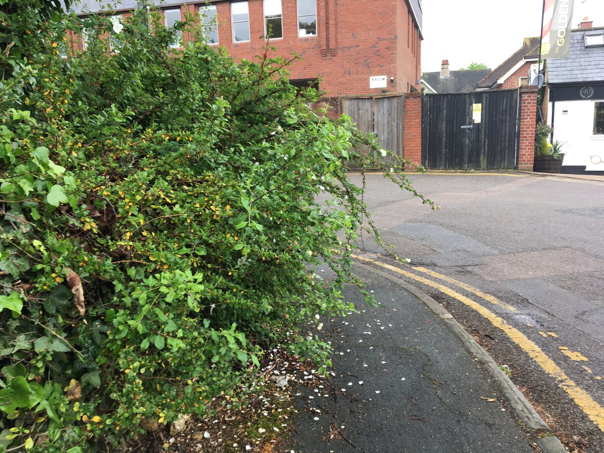 masterbarberuk's tweet photo. @MoleValleyDC you've done well, 1 year since the last hedge trim #meadowbrookroad #cantwalkonpavements https://t.co/f6siyBwKW6