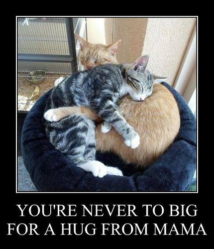 ManitouLibrary's tweet image. 