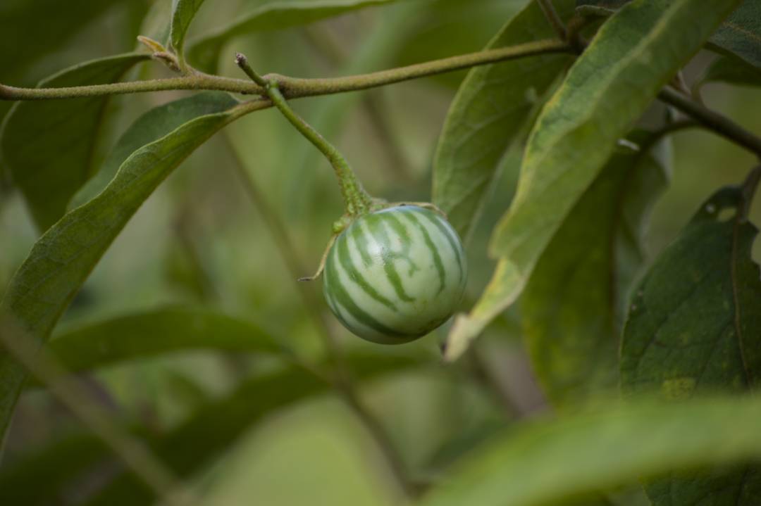 magcorforbes's tweet photo. The earth provides enough for everyone's needs but not everyone's 
greed #Plantamilliontrees #Magcor/SEED foundation partnership https://t.co/i49CSXIMC5
