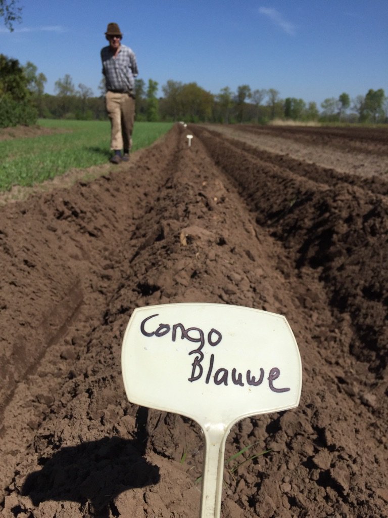 In het laatste actieve jaar als biologische boer schuwt Gait Jan de Groenteman het experiment niet: verrassende aardappel-rassen in Lettele!