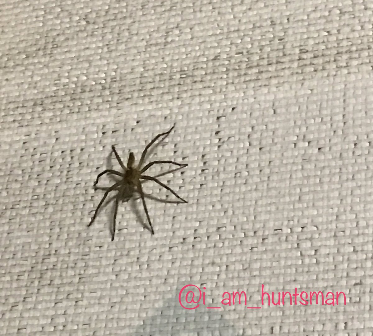 アシダカグモ I Am Huntsman Twitter