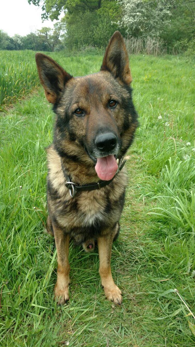 Mersey Police Dogs tweet media