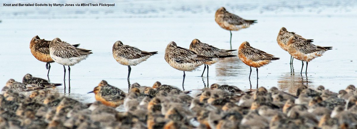 BirdTrack's tweet image. Remarkable jump in the reporting rate of several wader species on your #BirdTrack complete lists this week.