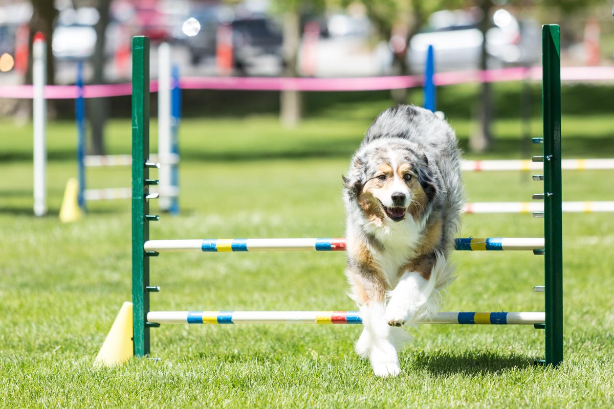 SMascotasVet's tweet photo. #Agility. Final del Torneo de #Steeplechase #feaec el 13/05/2017 https://t.co/0rAPdmWmvg https://t.co/MWcxW15IRO