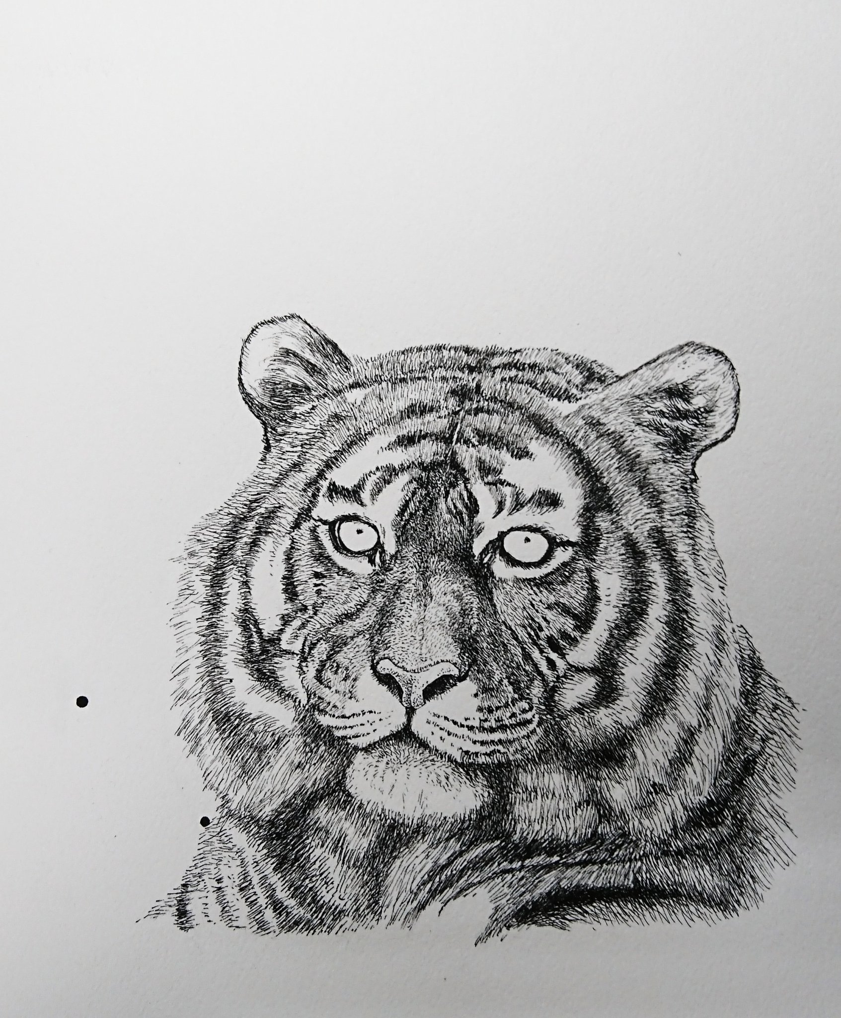 トラ　動物ペン画No.16 楽天市場】動物画 足代トシ 「虎」 動物画 鉛筆画 複製 - 絵画