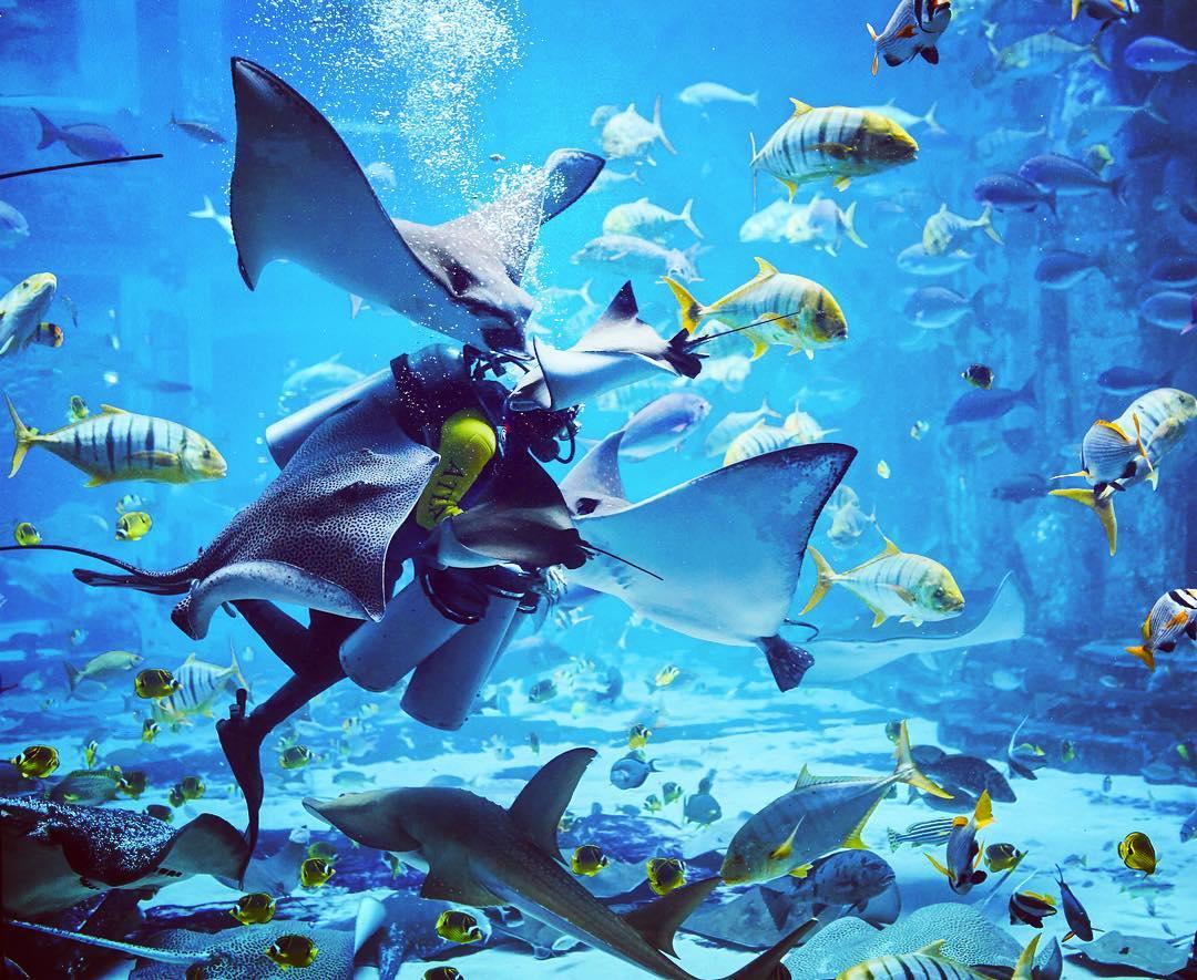 ATLANTIS's tweet photo. Ray feeding in action 💙  Shot by @iamkbln https://t.co/bCVGNzunfC