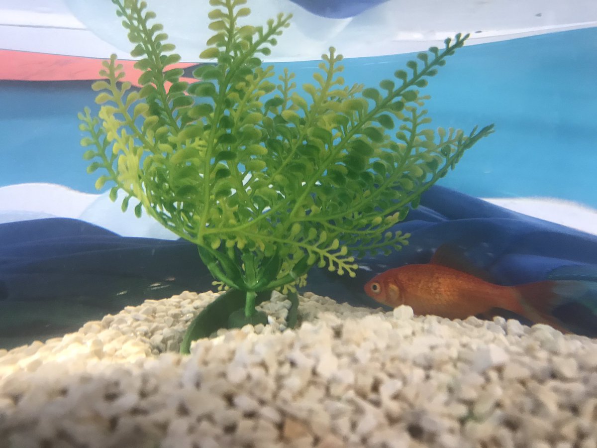 Whitemoorschool's tweet image. A big welcome to Ginger the goldfish, our newest member of Class 7 #underthesea #smarthomework 🐋🐳🦈🐬🐡🐟🐠🦐🐙🦑🦀
