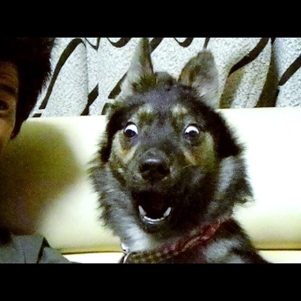 びっくり犬 びっくり犬