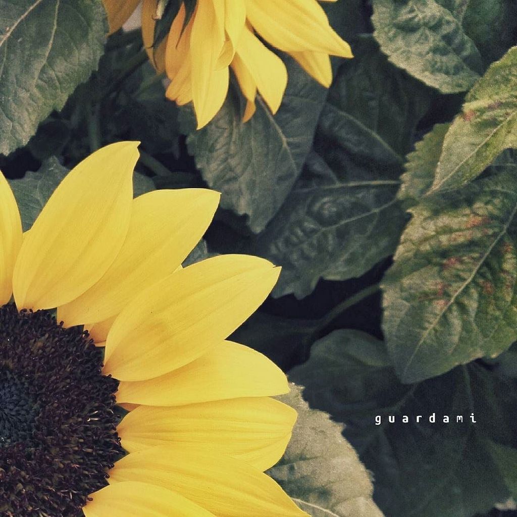 2puntozeno's tweet image. 🌻 g u a r d a m i 🌞

#sonnenblume #sunflower #tournesol #girassol #girasol #zonnebloem #słonecznik #slunečnice #hé… ift.tt/2r91IC1