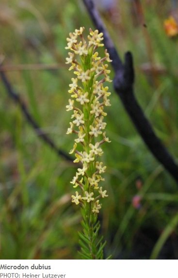 TheFynbosTrail's tweet photo. #FynbosFact Microdon dubius (cat's tail) - flowers May to Dec. The flowers produce a sweet scent at night, suggesting moth pollination. https://t.co/gR62epVy81