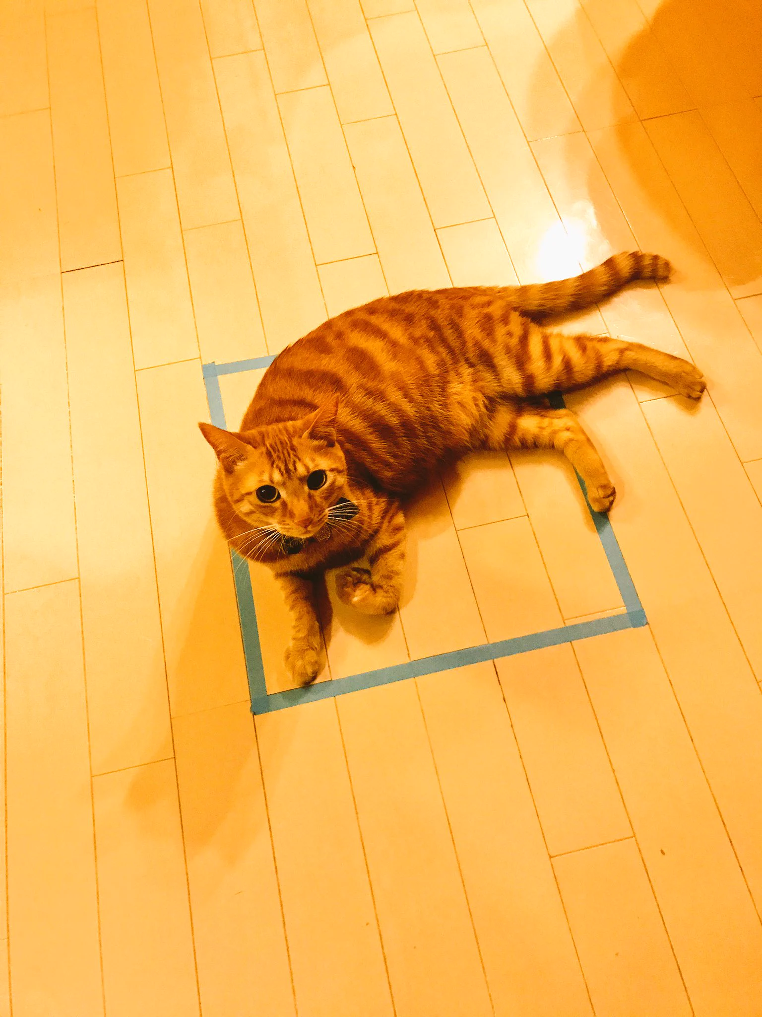 アホ可愛いｗ猫は四角を箱と認識するらしいｗｗｗ
