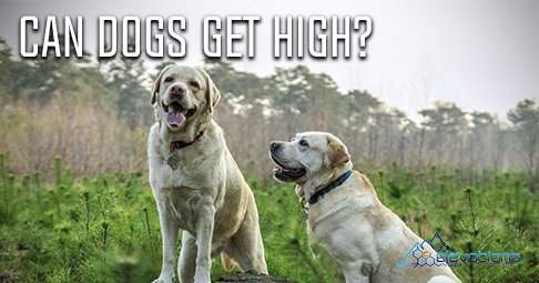 #Dogs can feel the #cerebral effect of #THC. They can get #high just like us, but the effects are a bit different! ow.ly/t4M430aQzdj