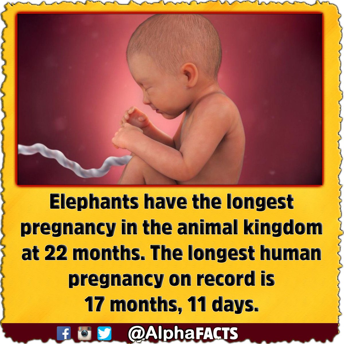 AlphaFacts's tweet photo. Human vs Elephants! #funfacts #wtfisthis #daily #didyouknow #TIL #instadaily #fun #learn #learned #education #dailyfunfacts  #alphafacts https://t.co/Z1UkEoLQx0