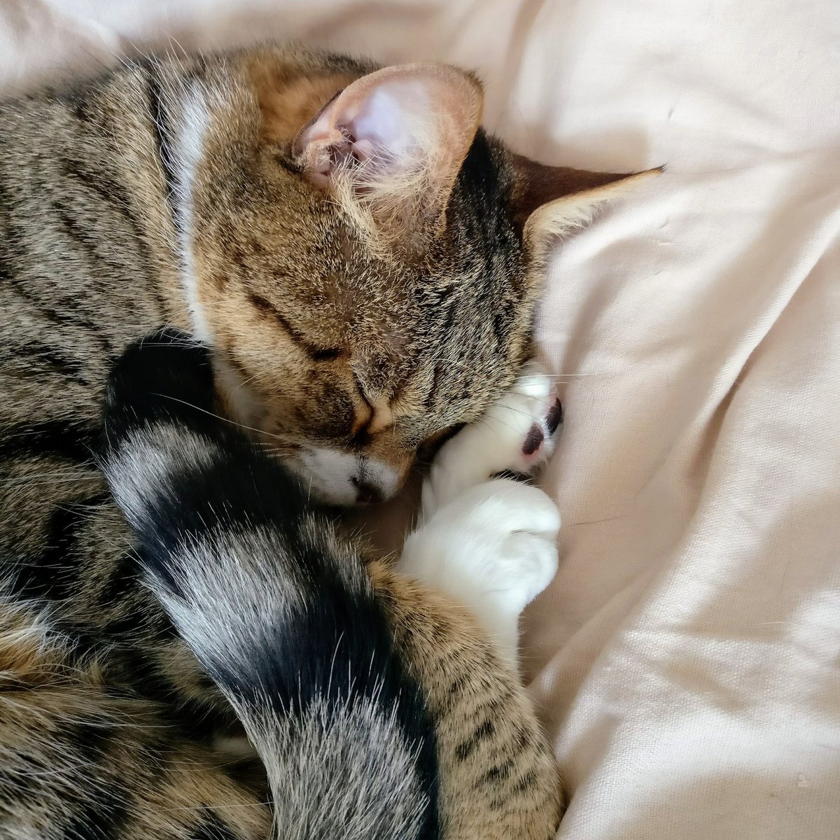 animalsforgood's tweet photo. Enjoy some quality time with your animal friends this weekend 😍 https://t.co/M5a7gw5UlG