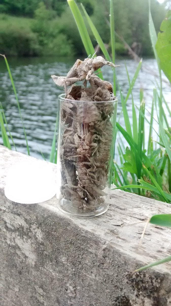 BDSdragonflies's tweet photo. "I'm going to need a bigger pot..." what our Conservation Officer found in 1 hour #clubtailcount #riversevern https://t.co/jac9mVBSU0