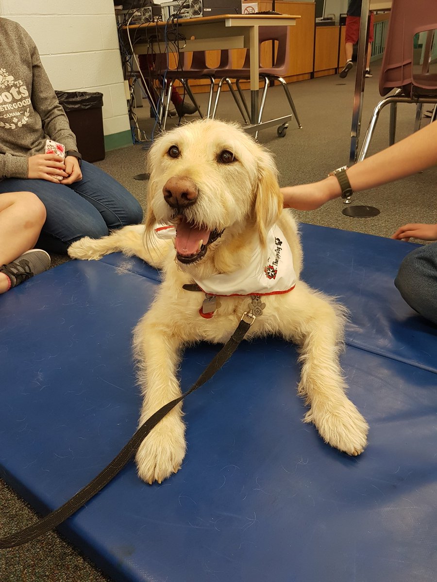 ML_SchoolHealth's tweet photo. @LondonCentralSS is taking care of their #mentalhealth today! Creating stress balls with #onelifeoneyou &amp; #chillin with #TherapyDogs🐶  ^AD https://t.co/oAiptF4c4j