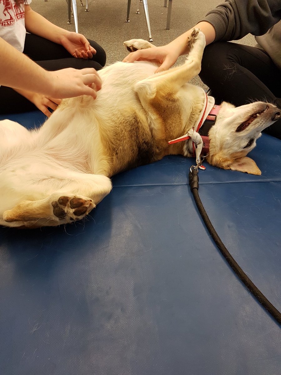 ML_SchoolHealth's tweet photo. @LondonCentralSS is taking care of their #mentalhealth today! Creating stress balls with #onelifeoneyou &amp; #chillin with #TherapyDogs🐶  ^AD https://t.co/oAiptF4c4j