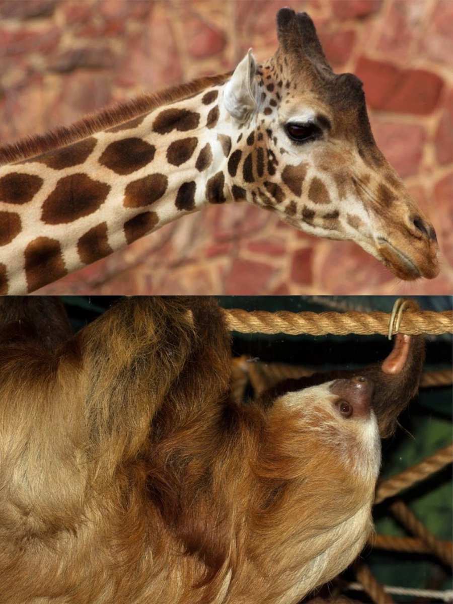 okczoo's tweet photo. Small and tall unite for one day of birthday fun! Happy birthday to Ursella and Henry! #okczoo #ambassadorsofawe
Photos: Gillian Lang https://t.co/gmjVCWMNh9