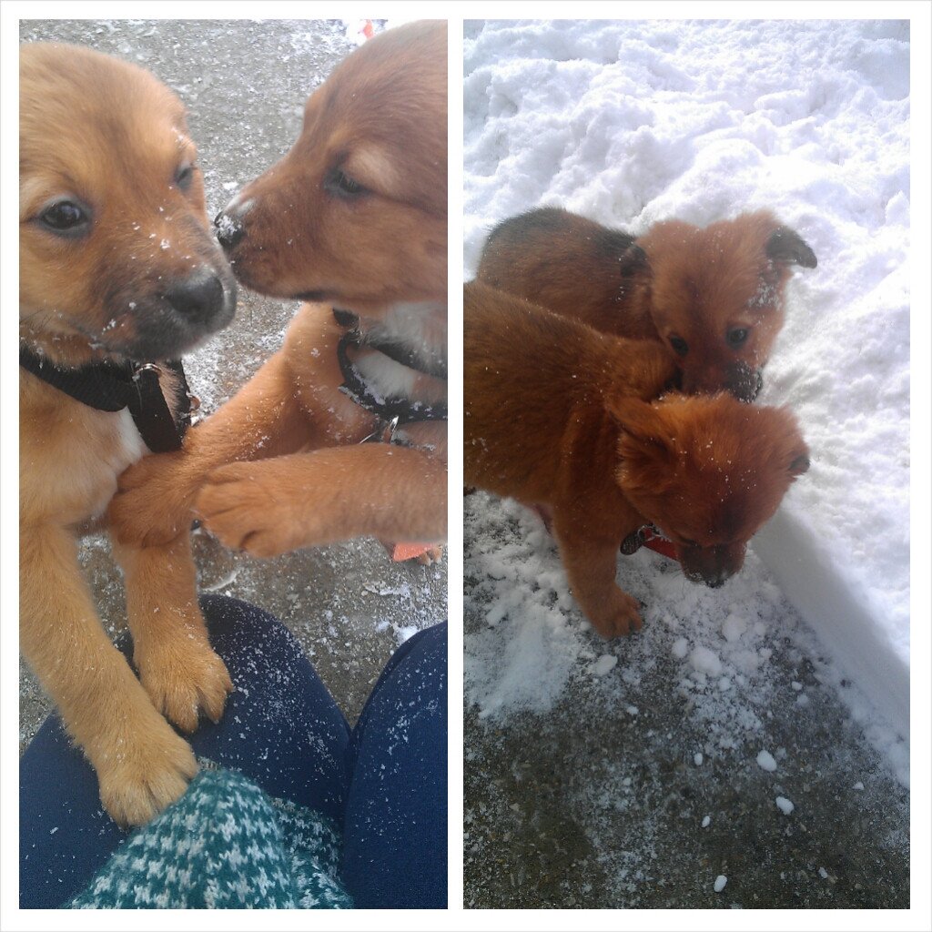 Cute Animals Pix tweet media