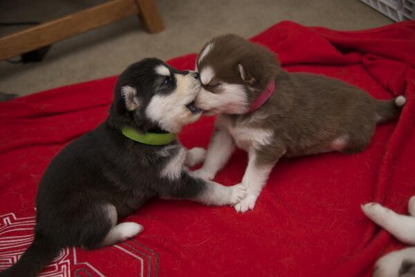 AwwAnimals_'s tweet photo. Still working on the first kiss https://t.co/rDfx0askjC
