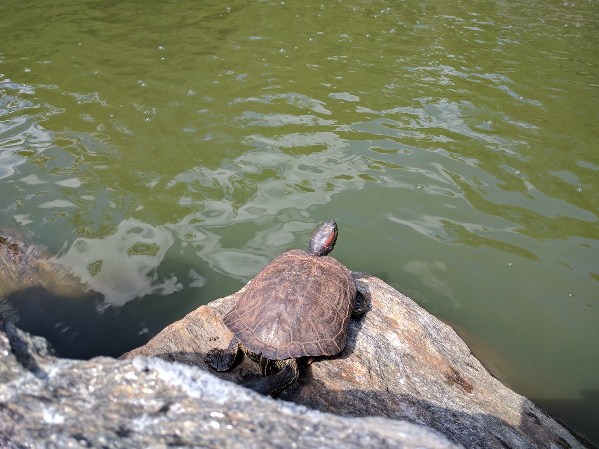 AlanPierson's tweet image. Our first audience member has arrived two days early. @AlarmWillSound #TenThousandBirds #FuseProject @SymphonySpace