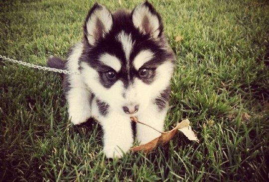 The 8 Cutest Dog Breeds That Ever Existed
 ln.is/eM9742p by #Drizyrich via <a href="/c0nvey/">Convey</a>