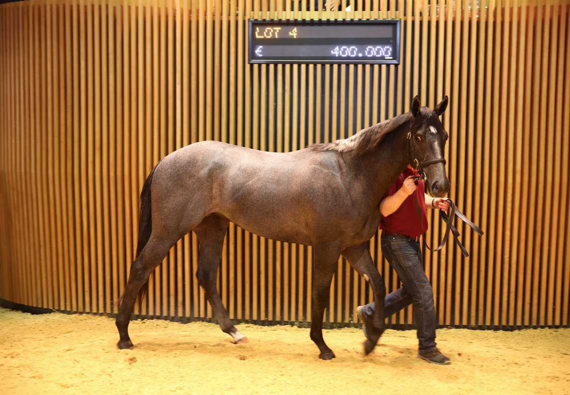 Breeze up sale starts with a bang, lot 4 by first season sire #StyleVendome from <a href="/grovestud/">Grove Stud</a> makes €400K to @ShadwellStud