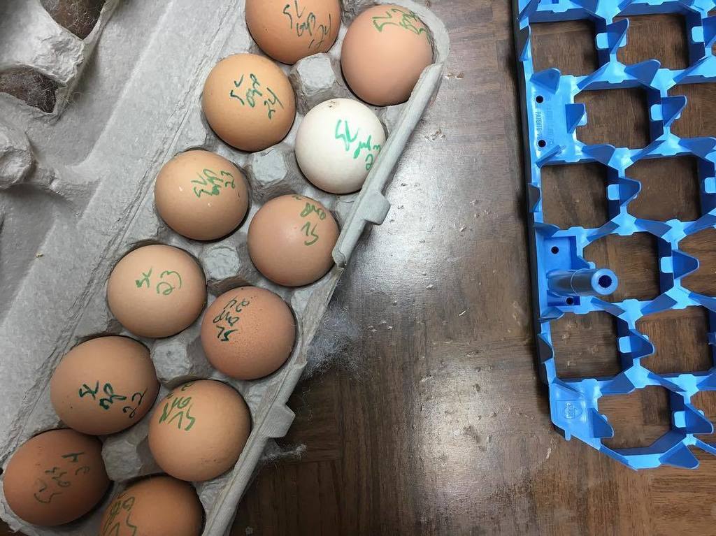 TheCluckeryEggs's tweet photo. Bought Silver Laced eggs from a beautiful flock - gotta keep those genetics diverse. #backyardchickens #chickensof… https://t.co/1SbEXpC2zy https://t.co/SxtOSv6Qaq