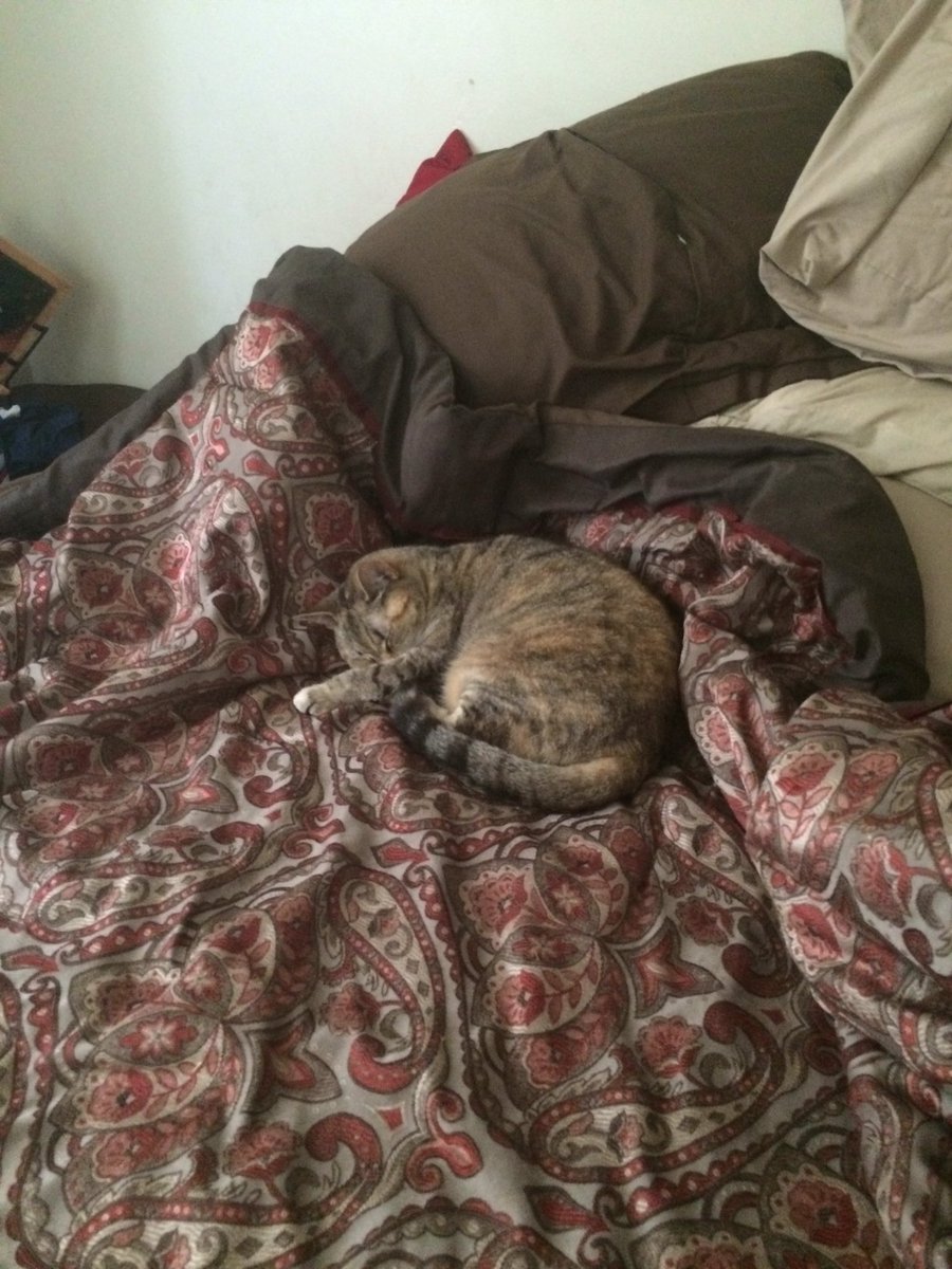 rx_john's tweet photo. Napping kitty https://t.co/XyE20oMqqc