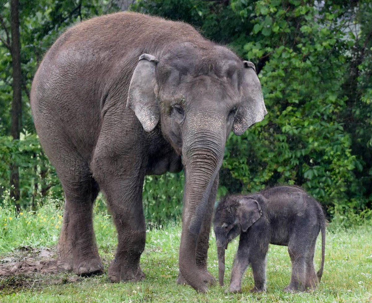 rosamond gifford zoo on twitter flashbackfriday asian elephant