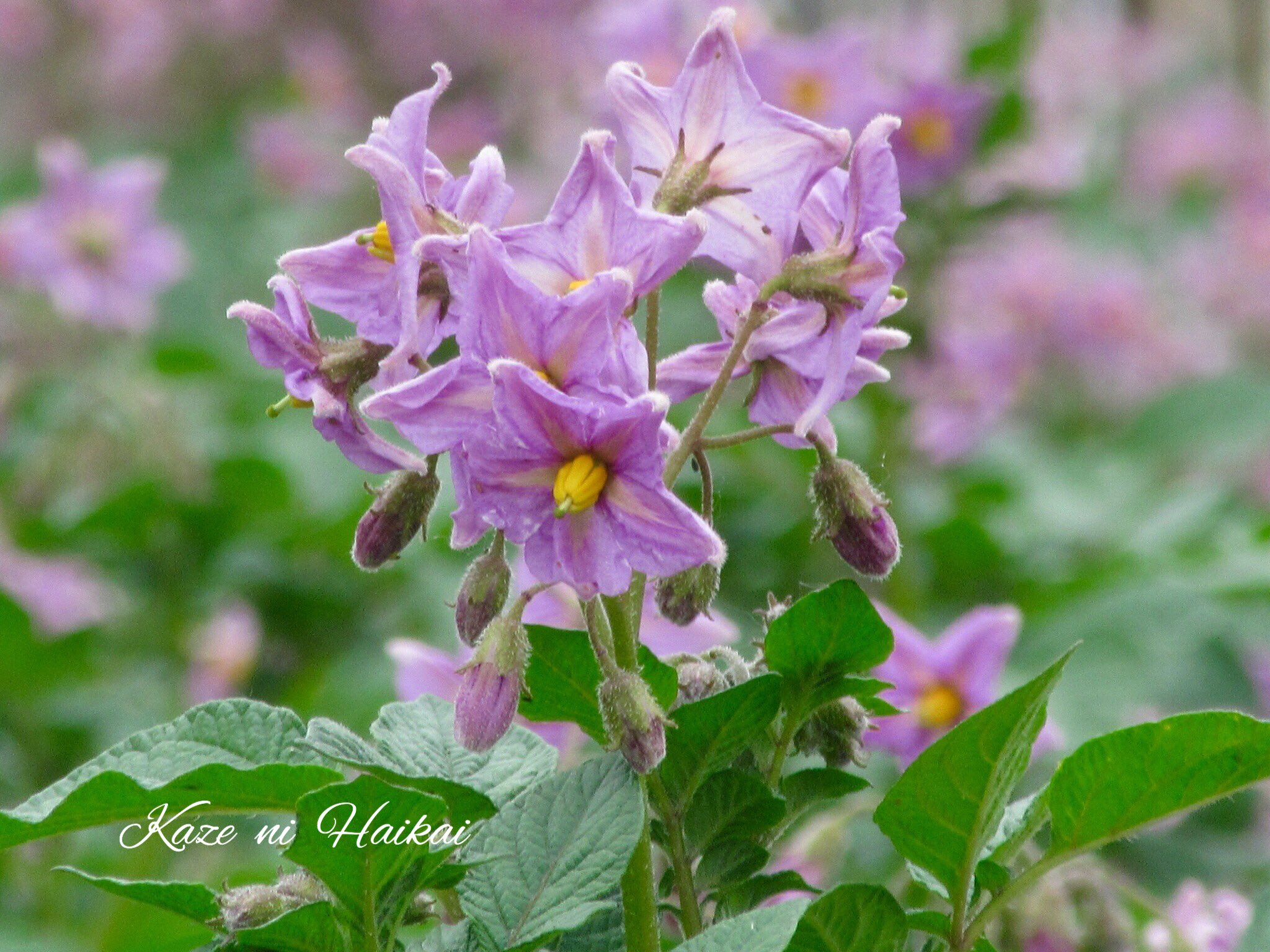 馬鈴薯の花 Twitter Search Twitter