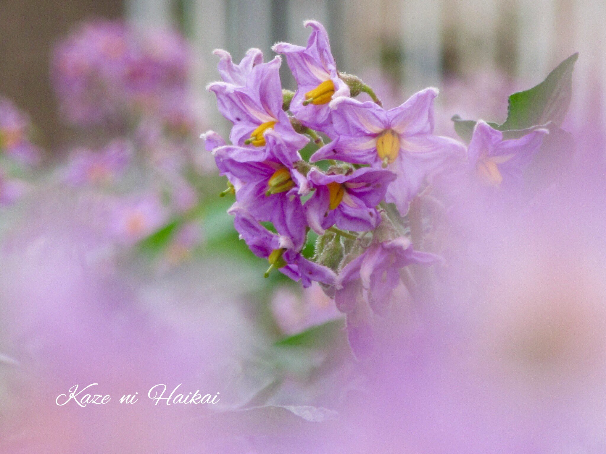 馬鈴薯の花 Twitter Search Twitter