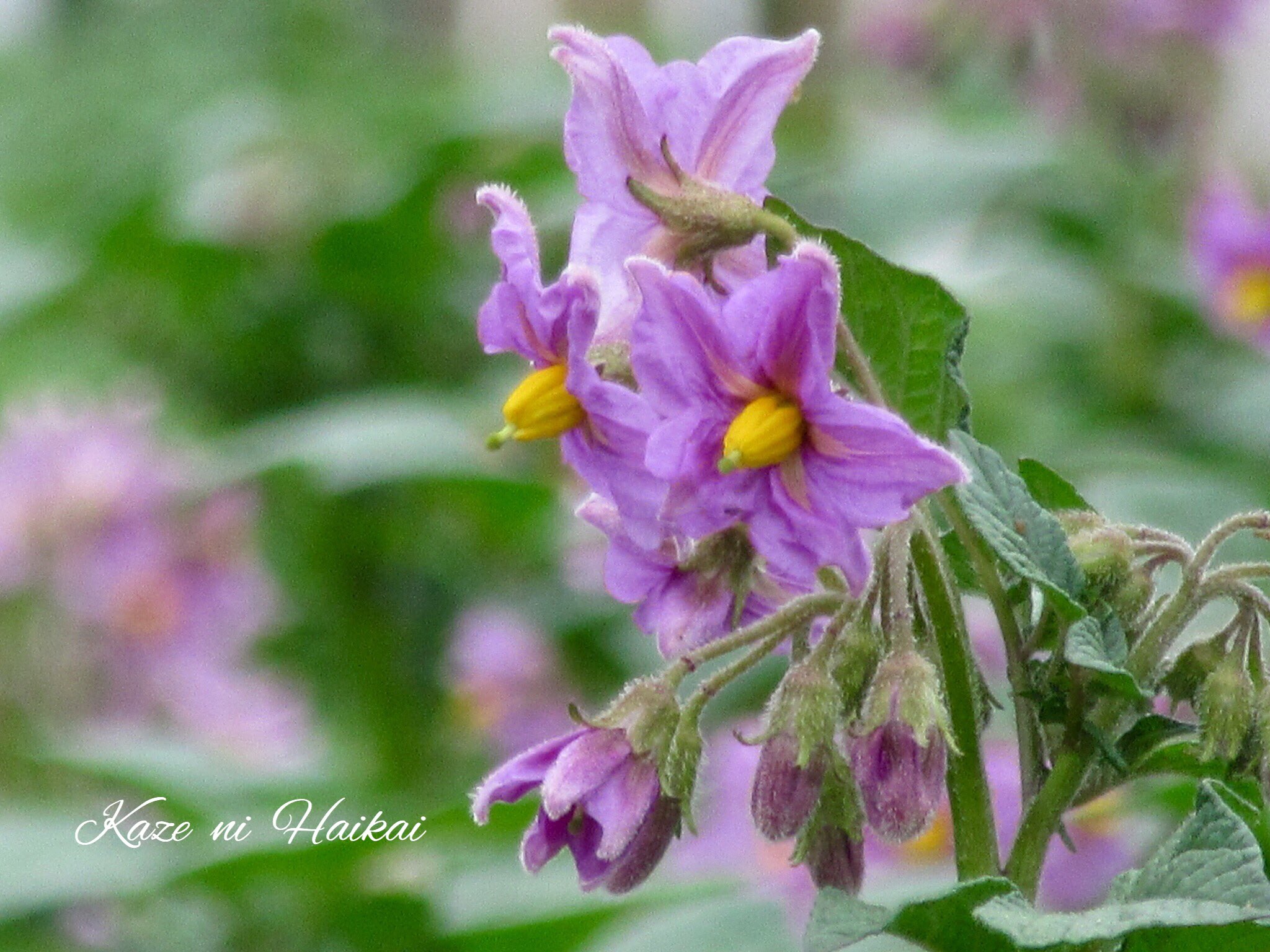 馬鈴薯の花 Twitter Search Twitter