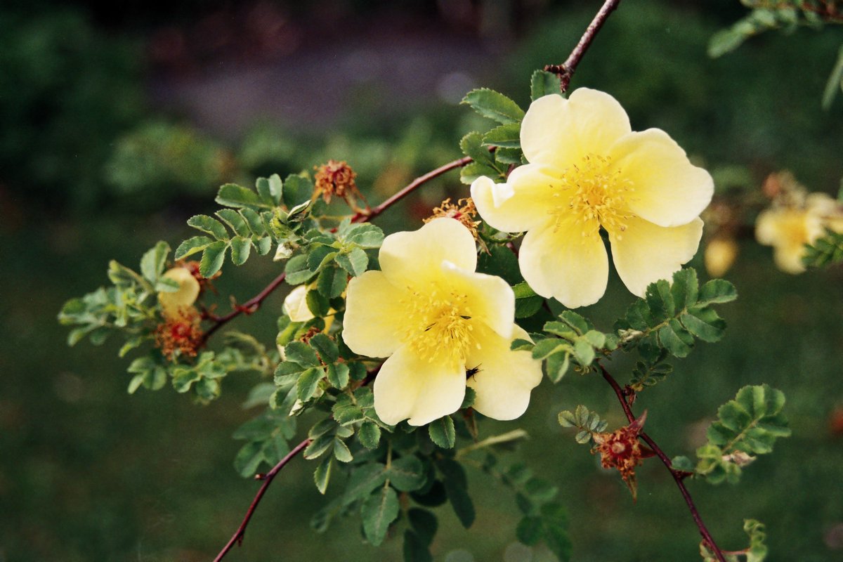 Taken with Praktica BX20 <a href="/praktica/">PRAKTICA</a> <a href="/photos/">@photos</a> <a href="/paynesphotos1/">Paynes Photos</a> <a href="/rollfilm/">rollfilm</a> <a href="/35mm/">35mm</a>rollfilm @35mm <a href="/fullframe/">Full Frame Documentary Film Festival</a>