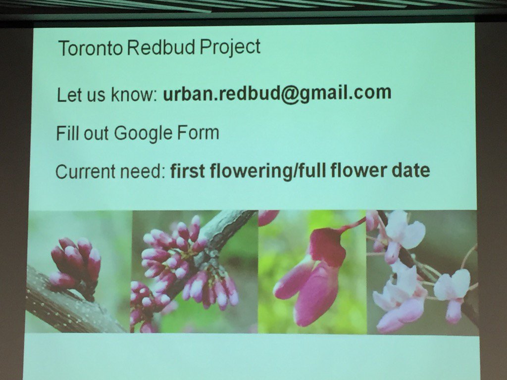 SarahEDoucette's tweet image. Do you have a Red Bud tree if you do please join this research program. #CProundtable #BiodiverseTO