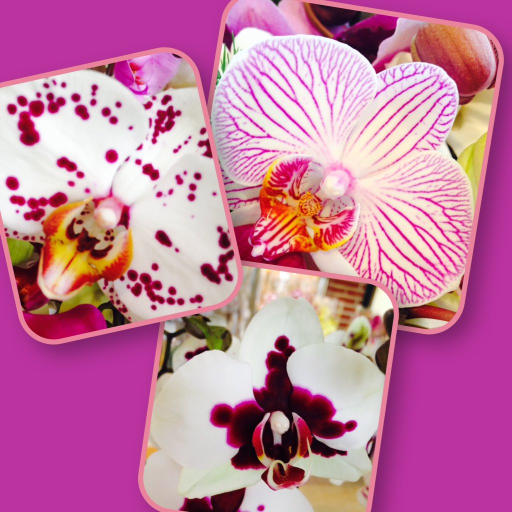 Levo Shop tweet media