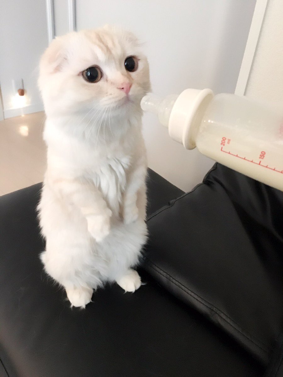 藤田 富 今日は愛猫ぽて太の一歳の誕生日 誕生日プレゼントはぽてが大好きなミルクを新しく買ってあげました すくすく育ってほしいです 藤田 富 今日は愛猫ぽて太の一歳の誕生日 誕生日プレゼントはぽてが大好きなミルクを新しく買ってあげました すくすく育ってほしいです
