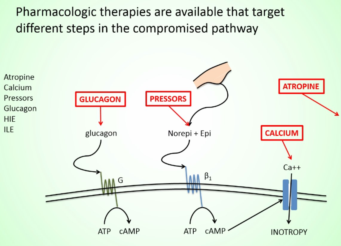 EM_sandbox's tweet image. A single image framework to treatin BP med OD?

After a listen (ow.ly/uSyb30bFuam), yes.
#mentalmap

@PharmERToxGuy @JayHineMD #FOAMed