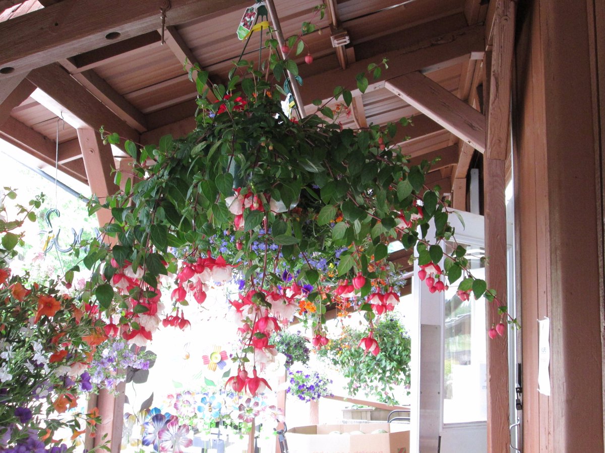Looking for something special for Mom?  We have flower baskets! <a href="/CarletonFarms/">Carleton Farms</a> farm market in West Lake Stevens.  Hours are 10-7 daily.