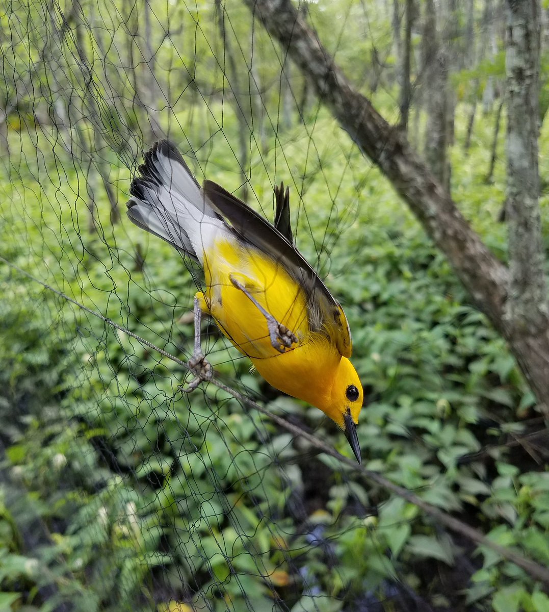 KatieLPercy's tweet photo. Got a few more Prothonotary Warbler adults and nestlings banded @JeanLafitteNPS yesterday. Beautiful NP. @AudubonLA @iSwoopcarlsbad https://t.co/ICWtW0zIyr