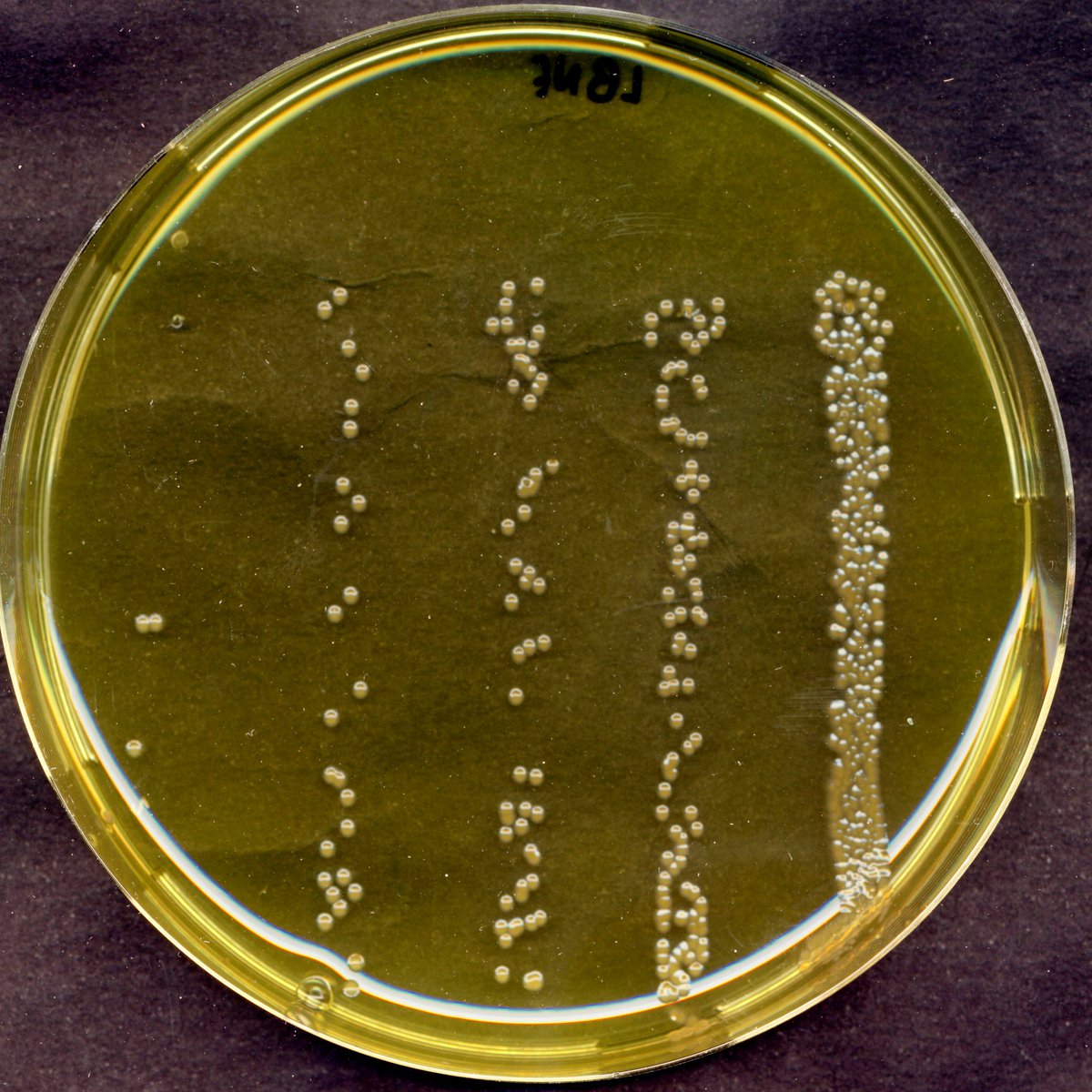 morontafelix's tweet photo. My bacteria serial dilutions look like this 🔬 #microbiology #microbes4crops #bacteria https://t.co/xuitA9tw6o