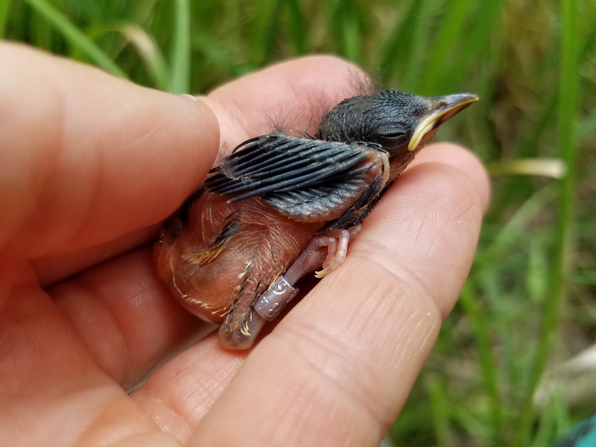 KatieLPercy's tweet photo. Got a few more Prothonotary Warbler adults and nestlings banded @JeanLafitteNPS yesterday. Beautiful NP. @AudubonLA @iSwoopcarlsbad https://t.co/ICWtW0zIyr