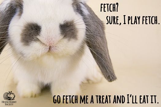 AlcAnimals's tweet photo. #animal: 0.999992
#mammal: 0.99995
#cat: 0.622459
#rabbit: 0.598688
#bunny: 0.598688
https://t.co/ONnsm1u7aU