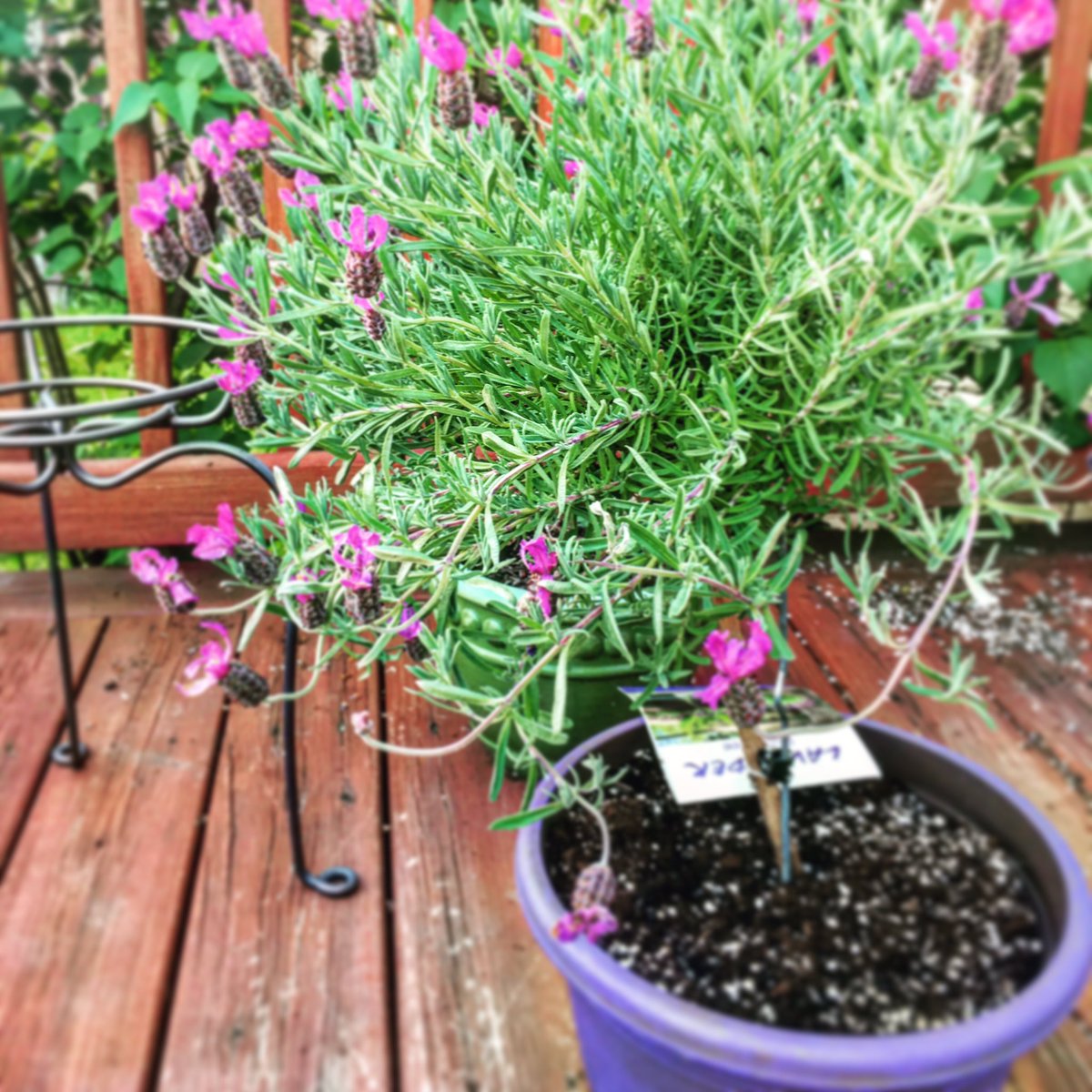 naughttykitty's tweet photo. #childhoodmemories #southernfrance #lavander #theworldinmy backyard https://t.co/gL2i6QXCC2