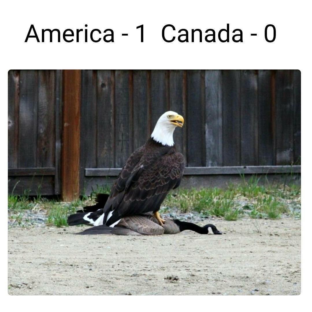 dattmeme's tweet photo. #Mercia #USA #thesecolorsdontrun #memes #meme #dattmeme https://t.co/tSbQoaBlRk