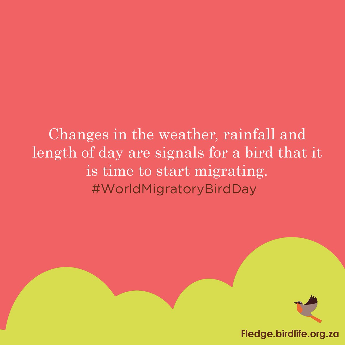 Fledge_SA's tweet image. #WorldMigratoryBirdDay #31DayChallenge #Day12