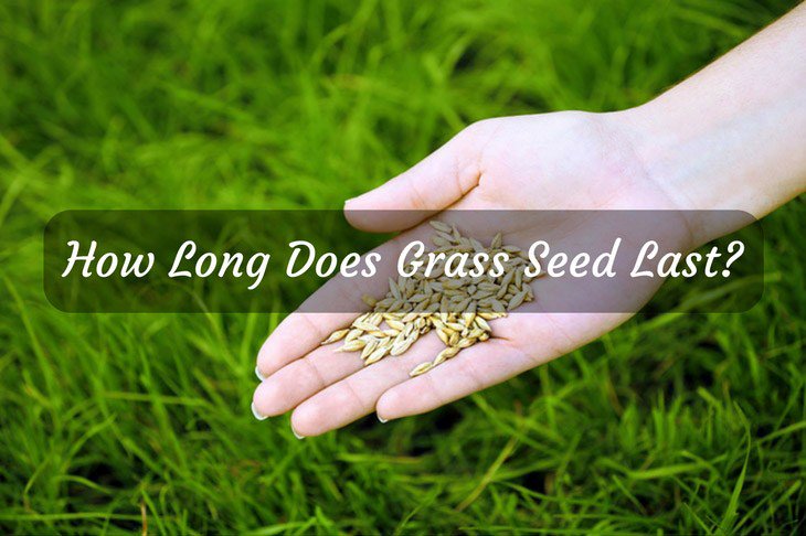 How Long Does Grass Seed Last? We Have Answers! sharycherry.com/how-long-does-…
