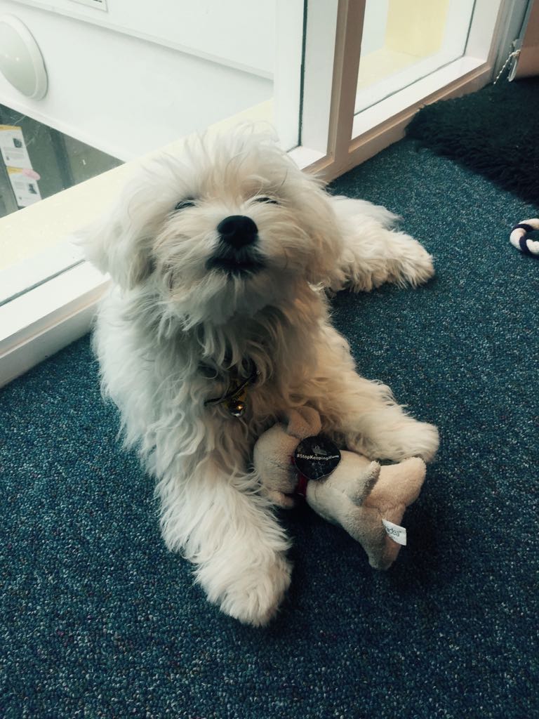 DogsTrust_IE's tweet photo. Minnie celebrating being shortlisted for #PRAwards17 for our #StopKeepingMum 💃anyone out there still got the pup they received on the day? https://t.co/kvVxvgDGXo