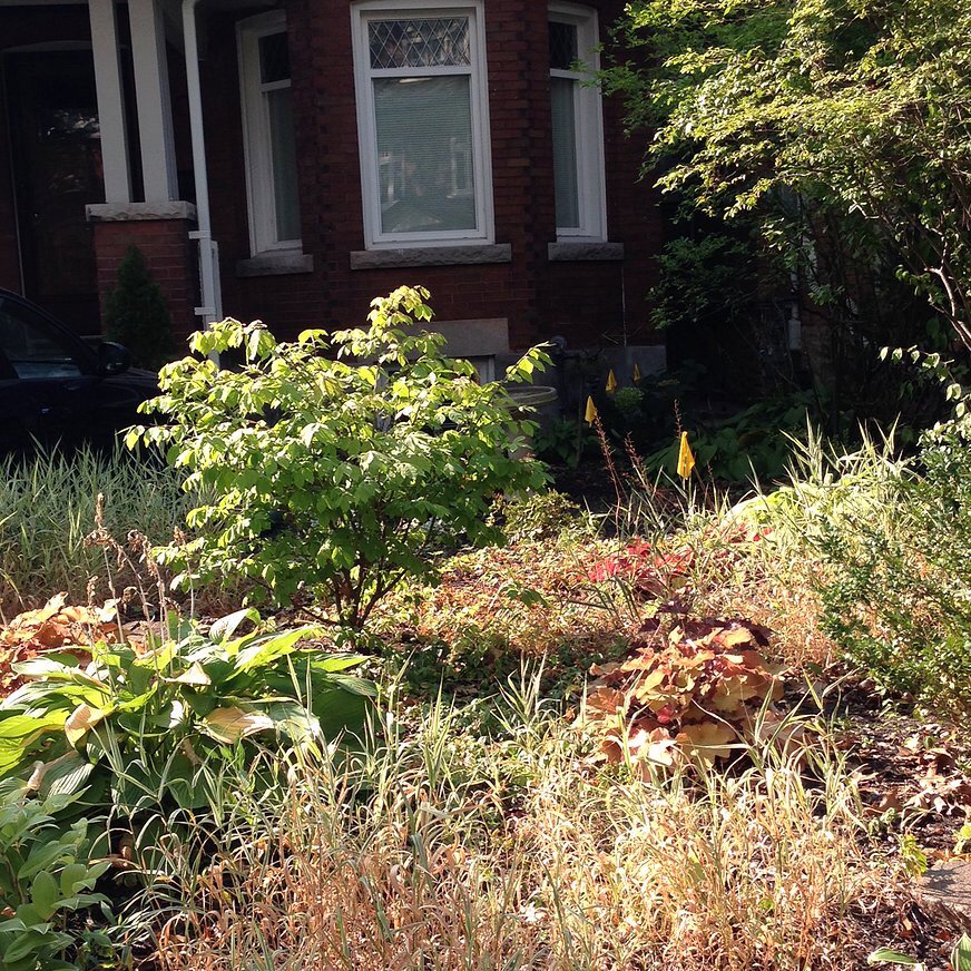 jen_keesmaat's tweet image. Front yard landscapes can serve to increase #BiodiverseTO, adding habitats, providing connections. #CProundtable