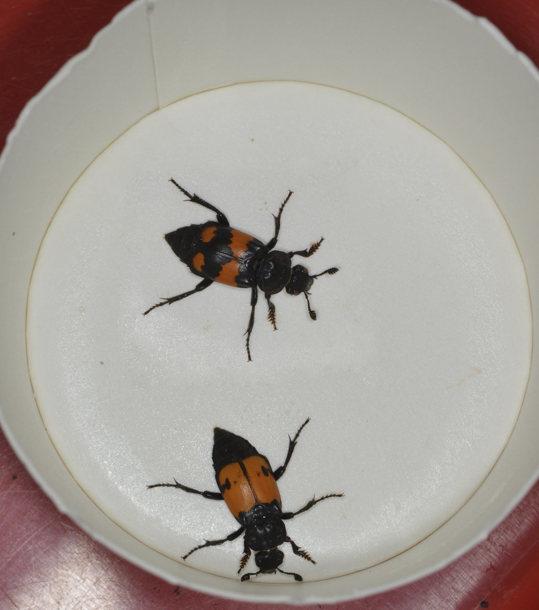 Think you can guess which of the 2 is from the orange-selected line and which from the black-selected line? More on: science-explained.com/projects/